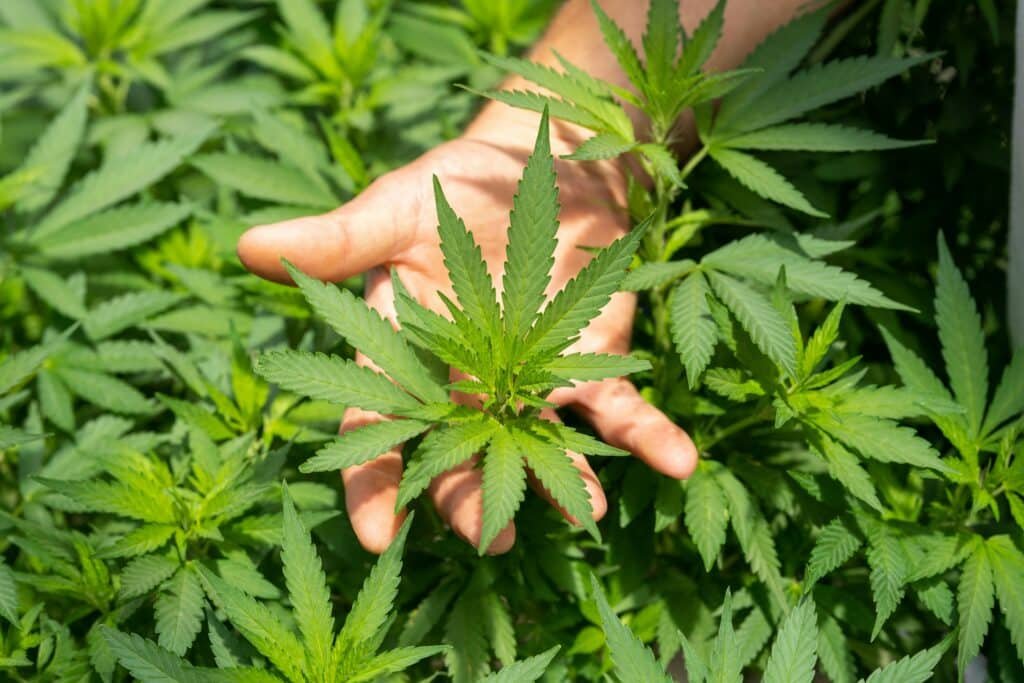CBD sans THC
