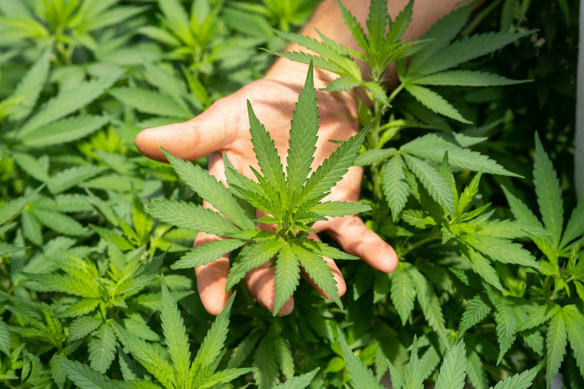 CBD sans THC