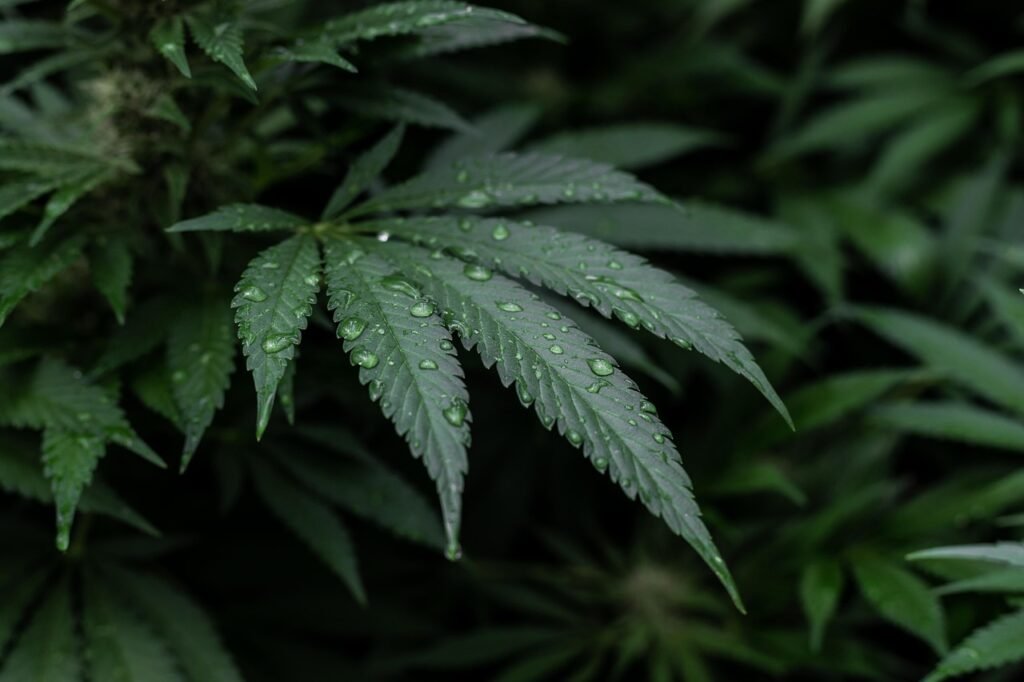 effet immédiat CBD sans THC - Buddy Boo