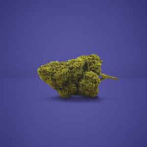 Grosse tête de fleur CBD White Widow sans THC posée sur un fond violet