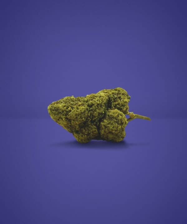 Grosse tête de fleur CBD White Widow sans THC posée sur un fond violet