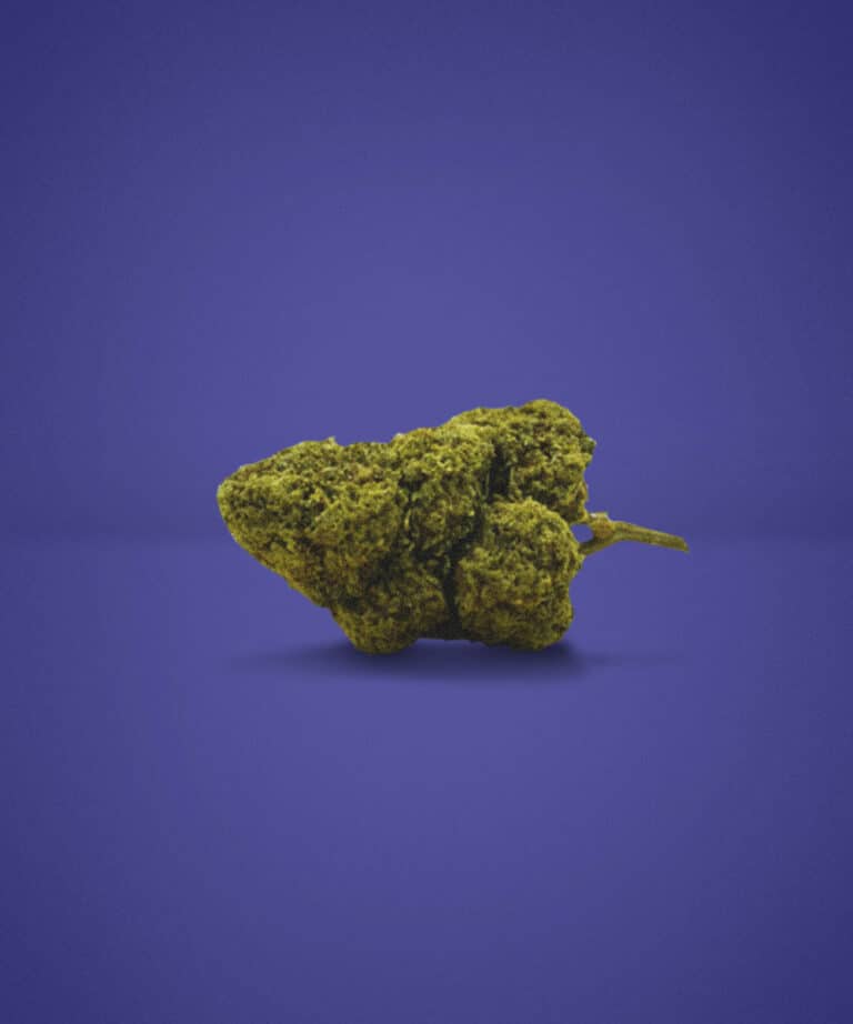 Grosse tête de fleur CBD White Widow sans THC posée sur un fond violet