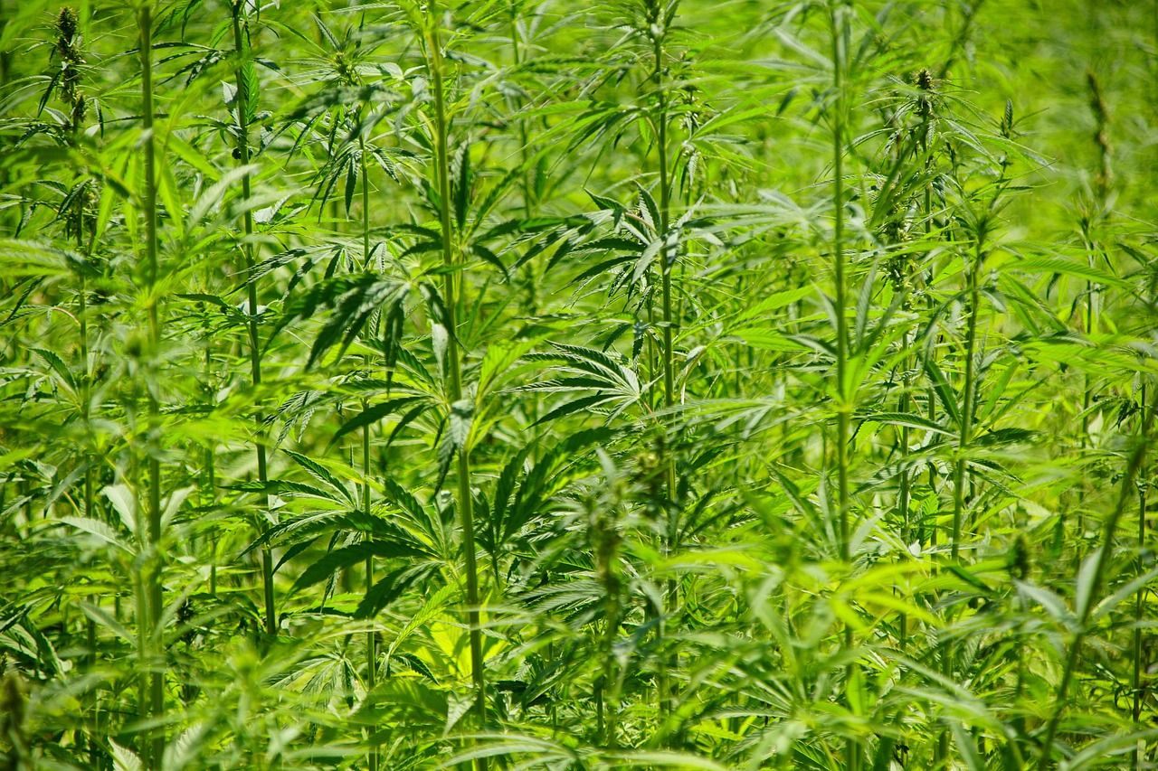 THC Comprendre ses effets et ses risques