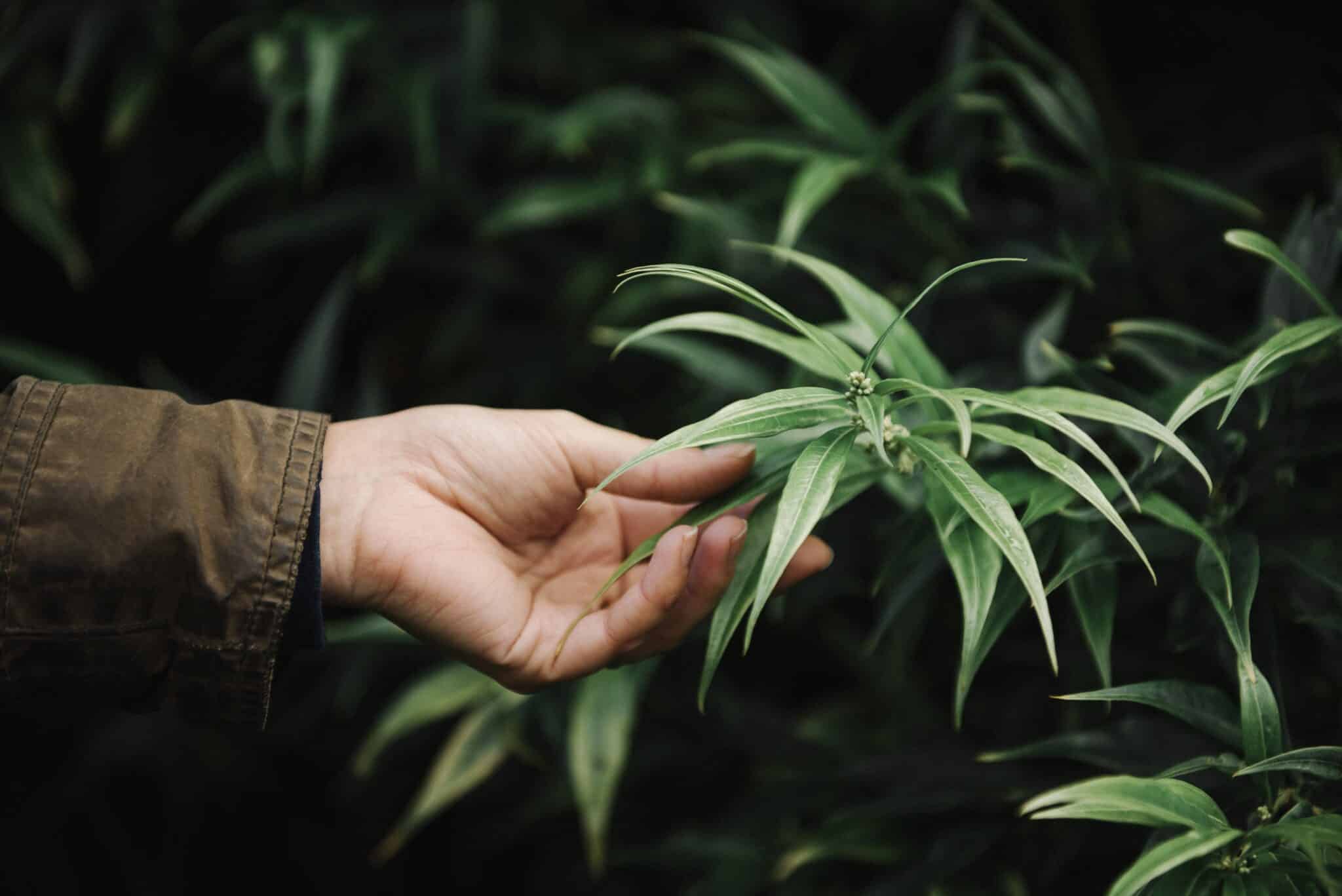 Une femme touche délicatement une feuille de chanvre CBD amnesia cultivé en serre