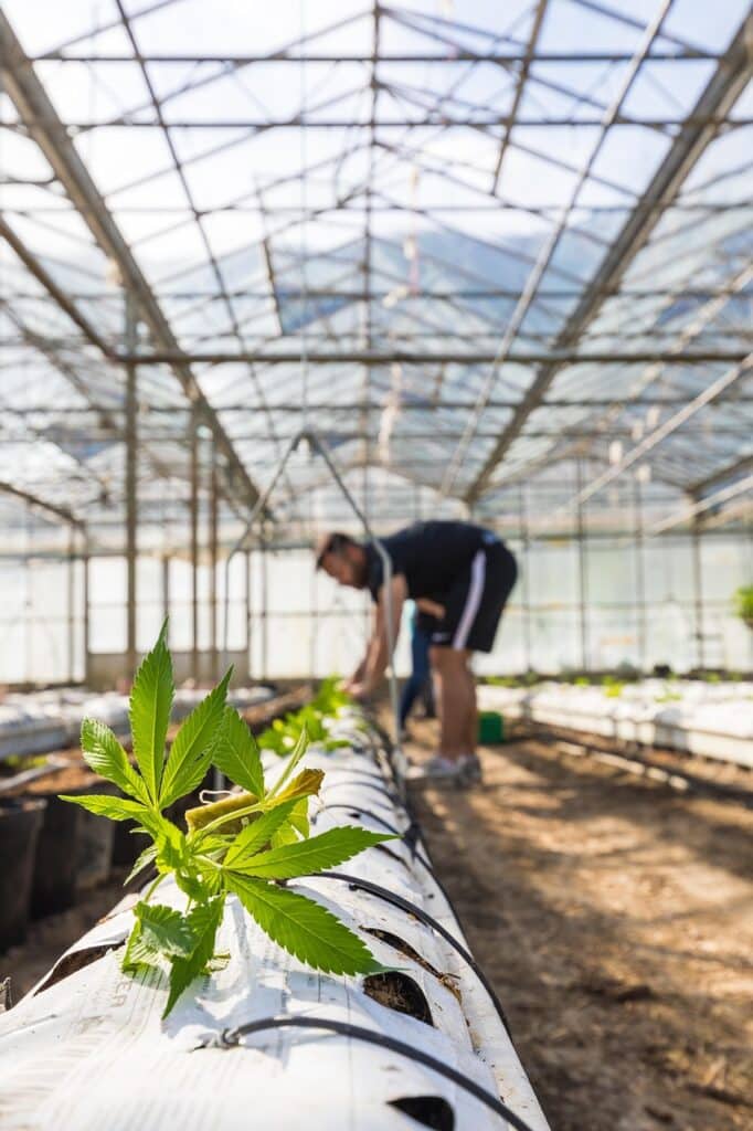 Plante de chanvre cultivée sous serre pour produire du cannabidiol par Buddy Boo.