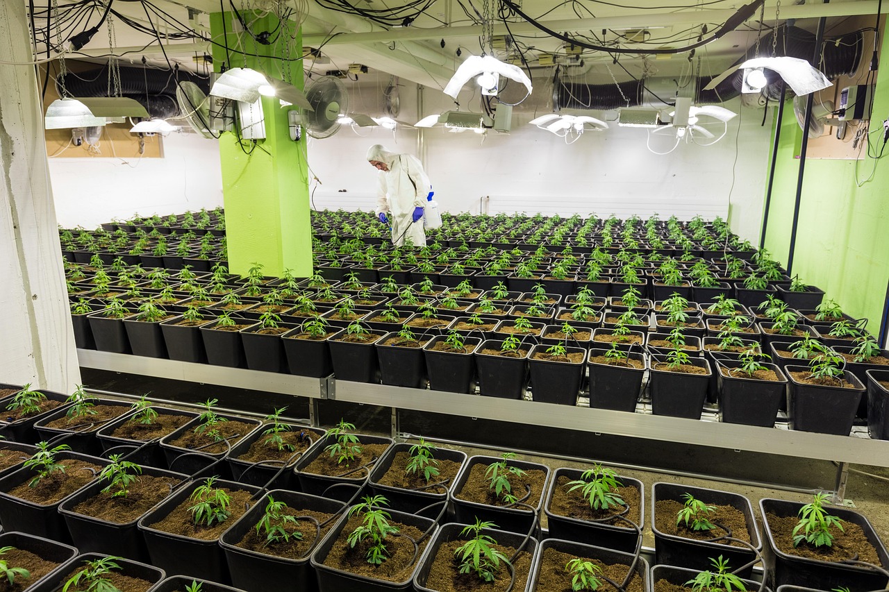 Salle de culture intérieure de cannabis avec de jeunes plants Delta-9 THC – Buddy Boo