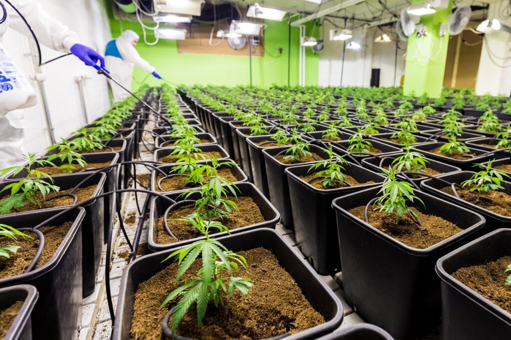 Gros plan sur les plants de cannabis Delta-9 THC cultivés en pots – Buddy Boo