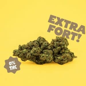 ACAPULCO GOLD - 12G