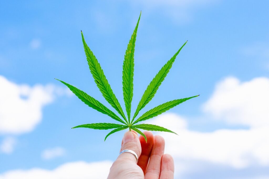 Feuille de chanvre CBD sans THC Buddy Boo tenue en main sur fond de ciel bleu.