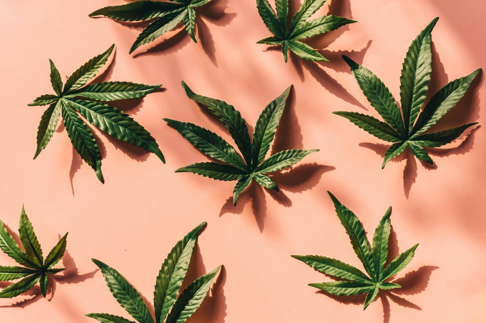 Feuilles de chanvre illustrant la Fleur CBD Jack Herer de BUDDY BOO sur fond rose