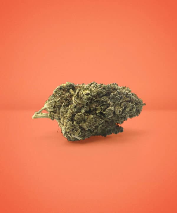 Fleur de CBD Jack Herer 0 % THC de Buddy Boo sur fond orange