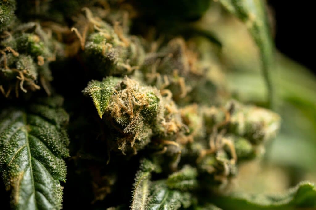 Gros plan sur une Fleur CBD Lemon Berry Buddy Boo, riche en trichomes et pistils orange, culture indoor premium