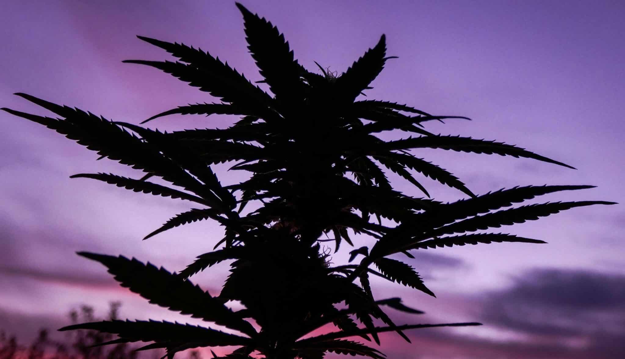 Fleur CBD Buddy Boo en silhouette au coucher de soleil, culture naturelle de chanvre sans THC