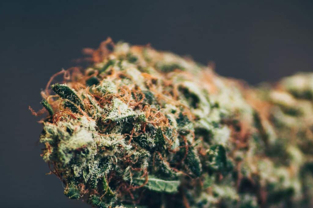 Grosse fleur de CBD premium sans THC disponible en ligne chez BUDDY BOO