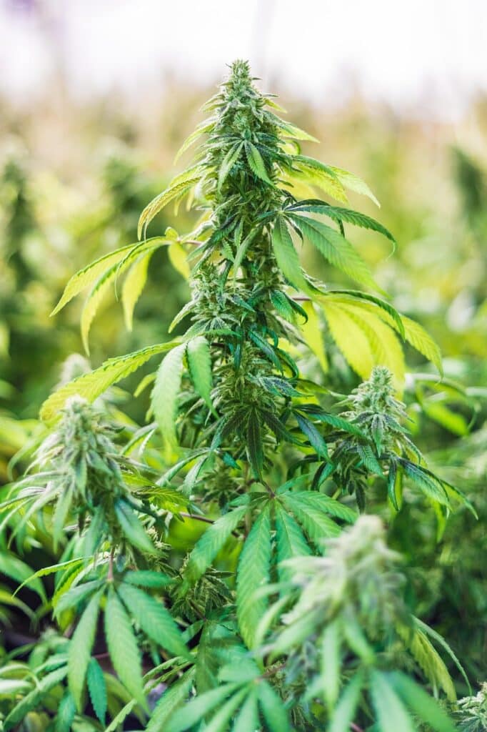 Fleur de cannabidiol naturelle cultivée en France et en Suisse par Buddy Boo.