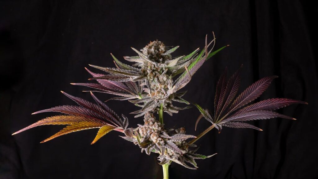 Gros plan sur une fleur de cannabis Delta-9 THC mature – Buddy Boo