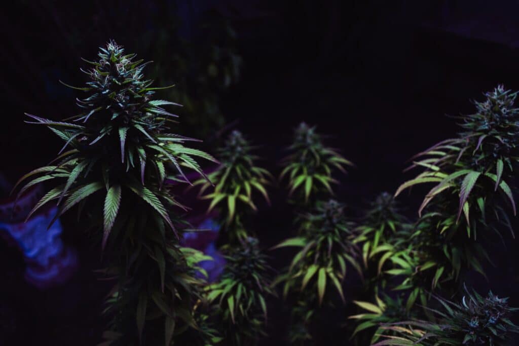 Culture indoor de cannabis montrant l’importance de la qualité pour éviter les dangers du CBD – BUDDY BOO