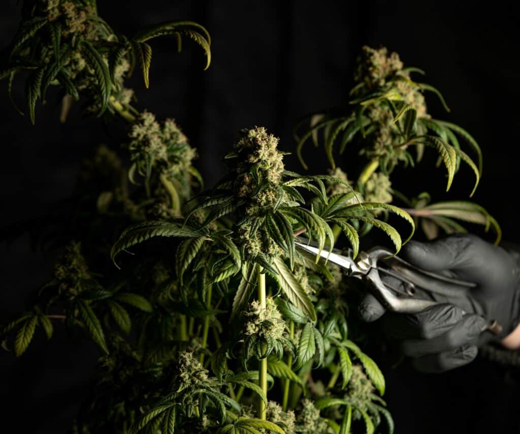 Récolte manuelle d’une Fleur CBD Lemon Berry Buddy Boo en culture indoor, riche en arômes fruités et citronnés