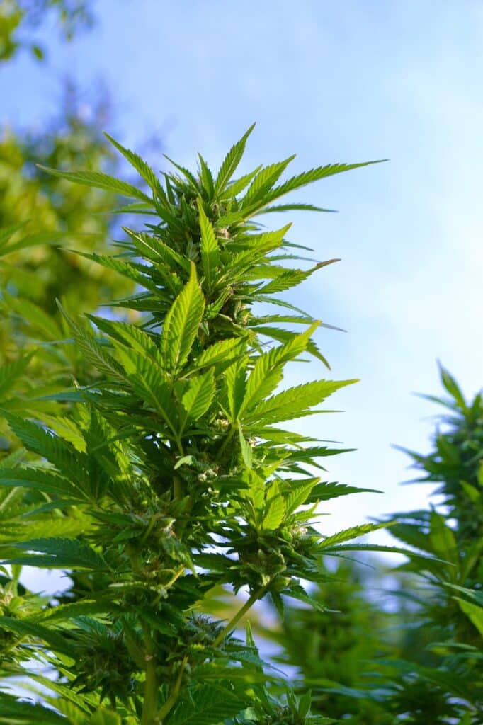 Sommet d’un plant de Cannabis Sativa en pleine floraison cultivé par BUDDY BOO