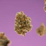 Fleur CBD sans THC Buddy Boo en gros plan, parfaite pour un achat de fleur CBD sans THC, aux arômes boisés et citronnés.