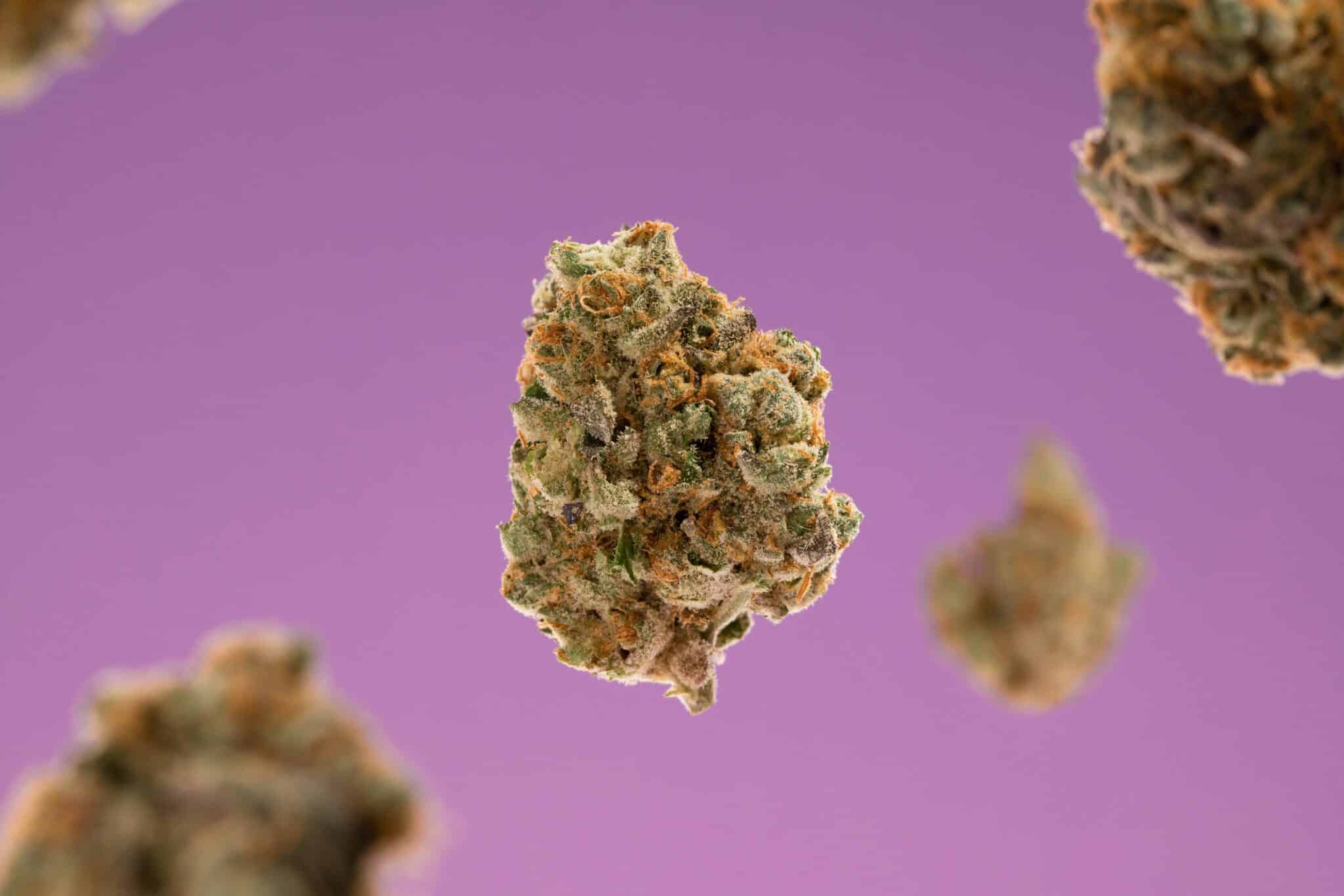 Fleur CBD sans THC Buddy Boo en gros plan, parfaite pour un achat de fleur CBD sans THC, aux arômes boisés et citronnés.