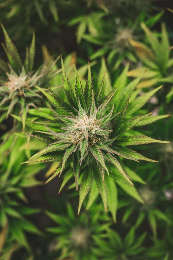 Vue du dessus d’une fleur de HPC sans THC Buddy Boo, pour illustrer un avis THCP objectif