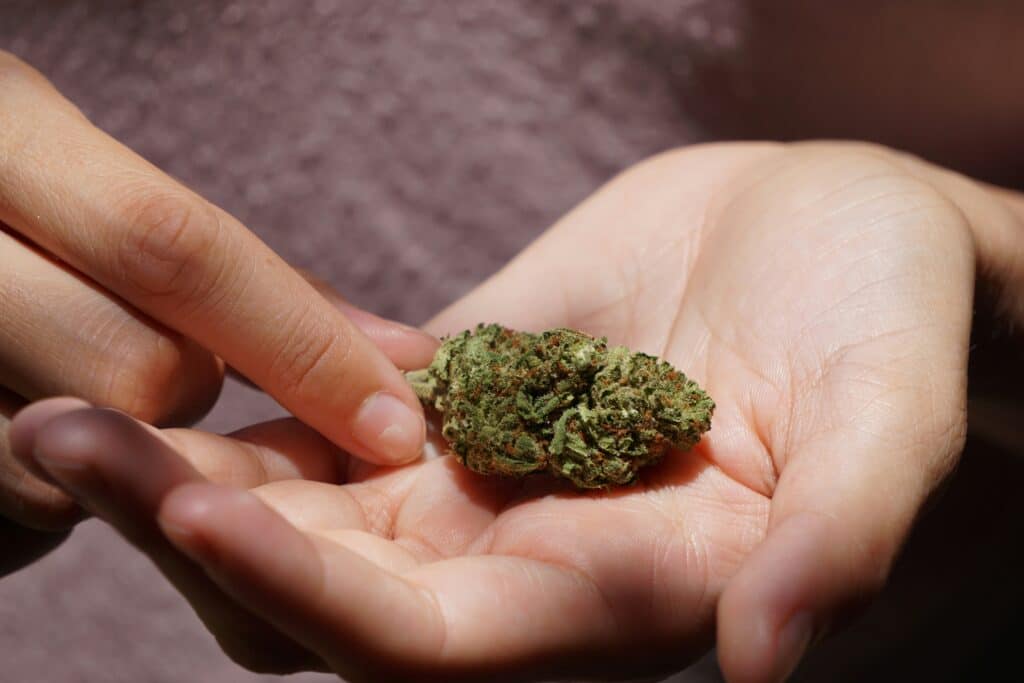 Grosse tête de fleur CBD HPC sans THC BUDDY BOO tenue à la main