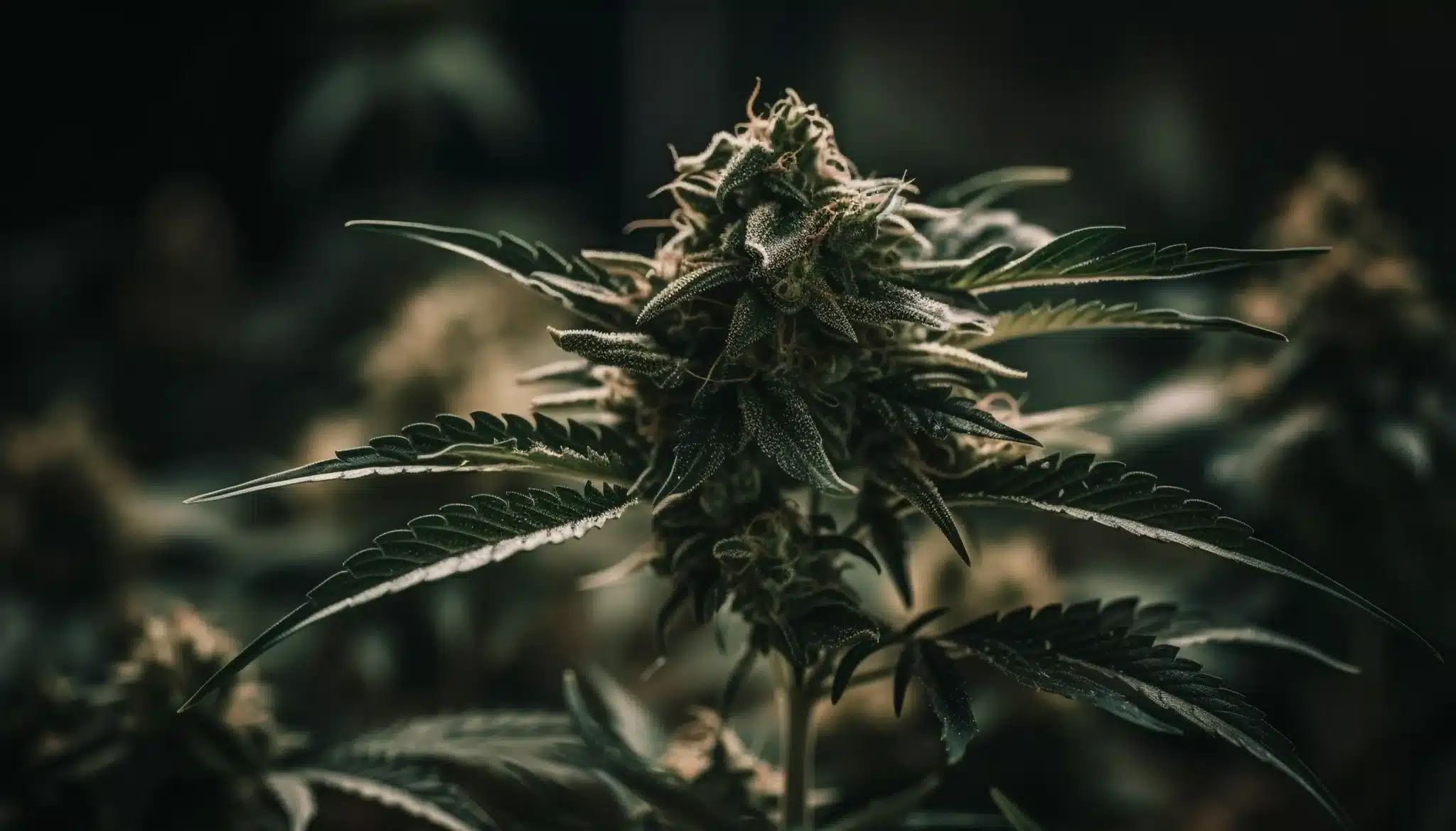 Fleur de cannabis de qualité face aux arnaques CBD sans THC – Buddy Boo