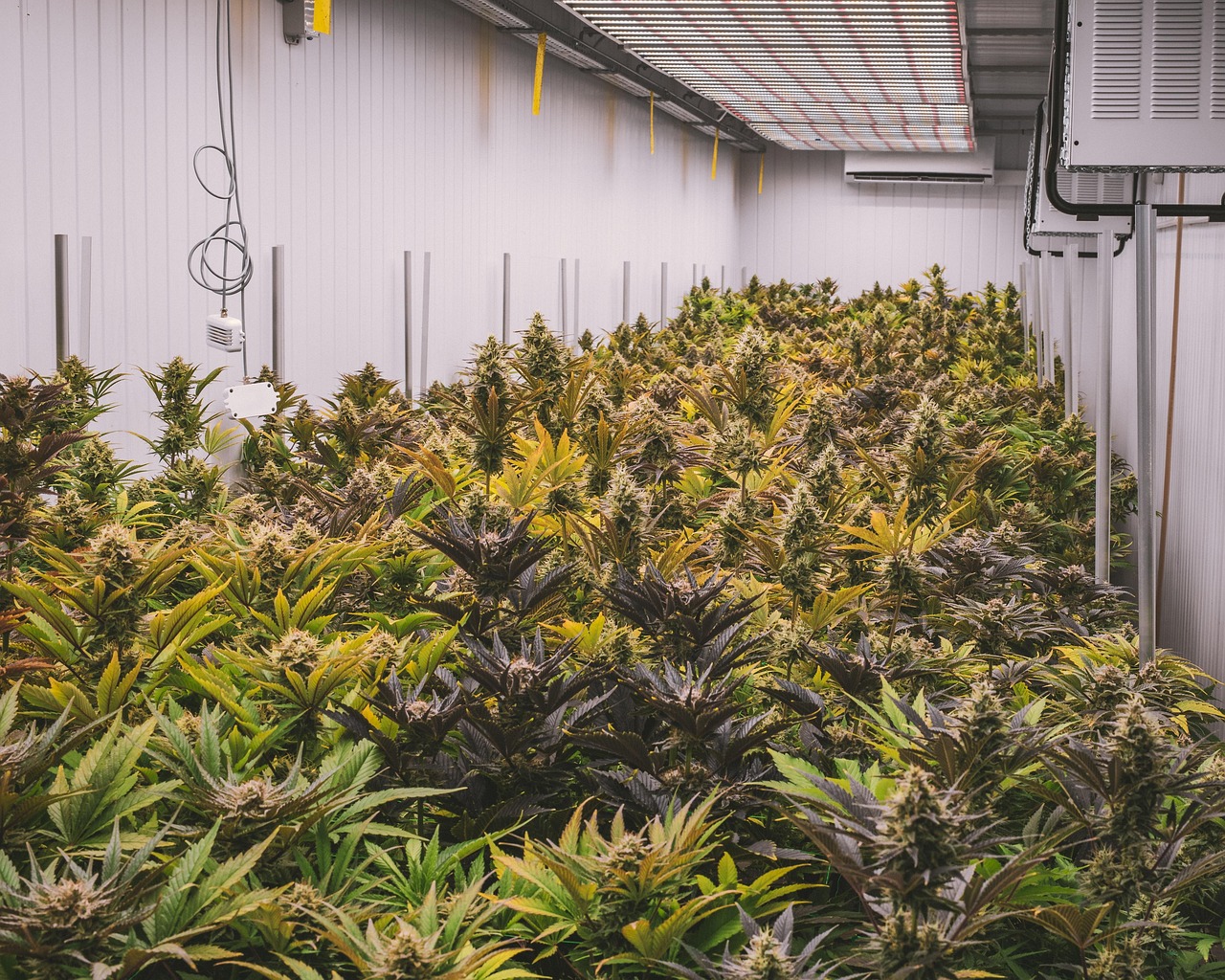 Salle de culture intérieure Buddy Boo remplie de fleurs HPC sans THC pour l’article THCP avis