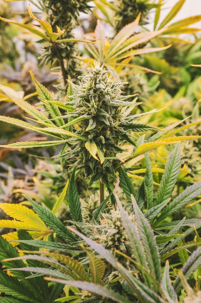Gros plan d’une fleur de cannabis HPC sans THC Buddy Boo illustrant l’article THCP avis