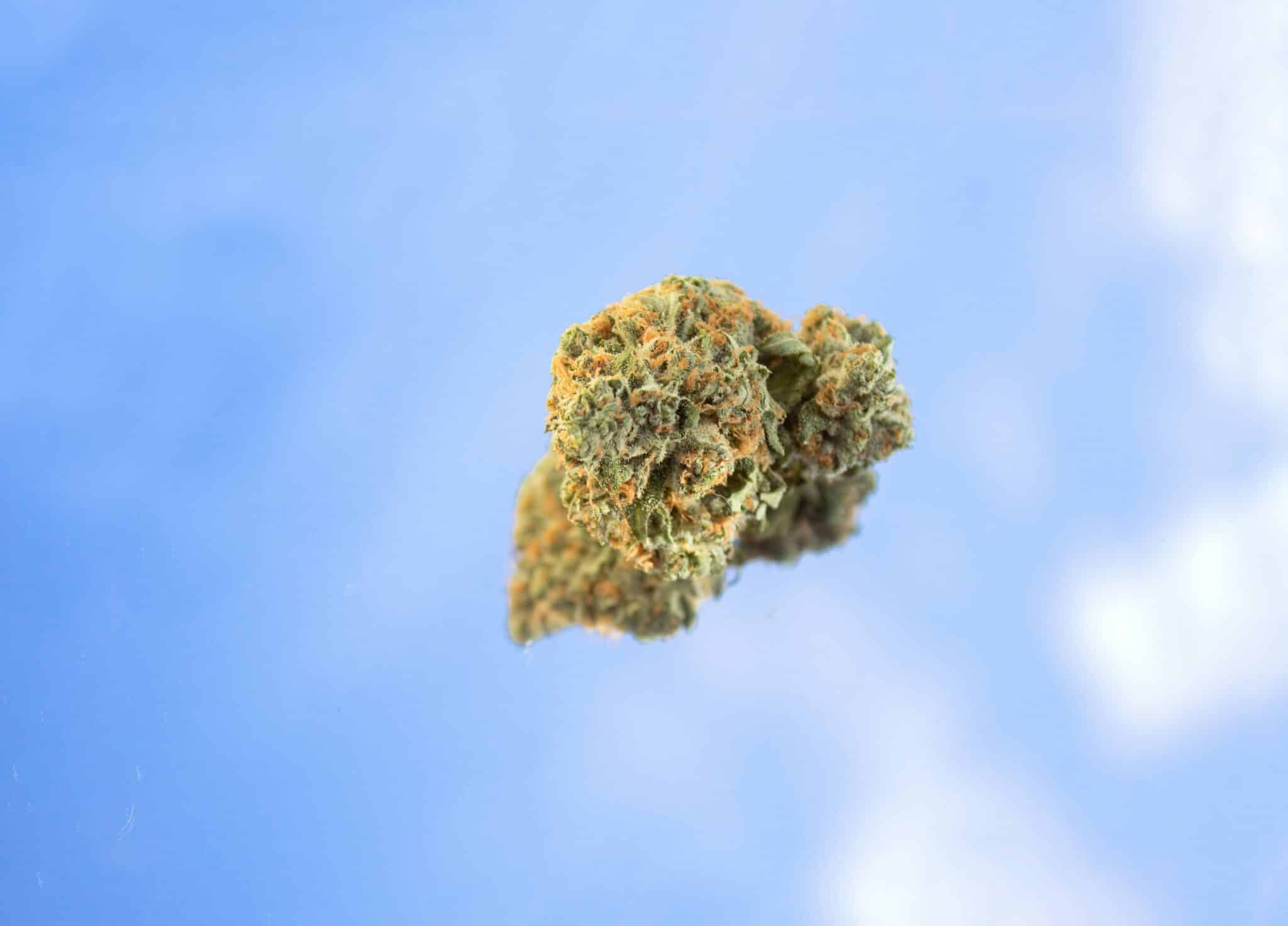 Gros plan sur une tête de White Widow CBD sans THC de la marque Buddy Boo