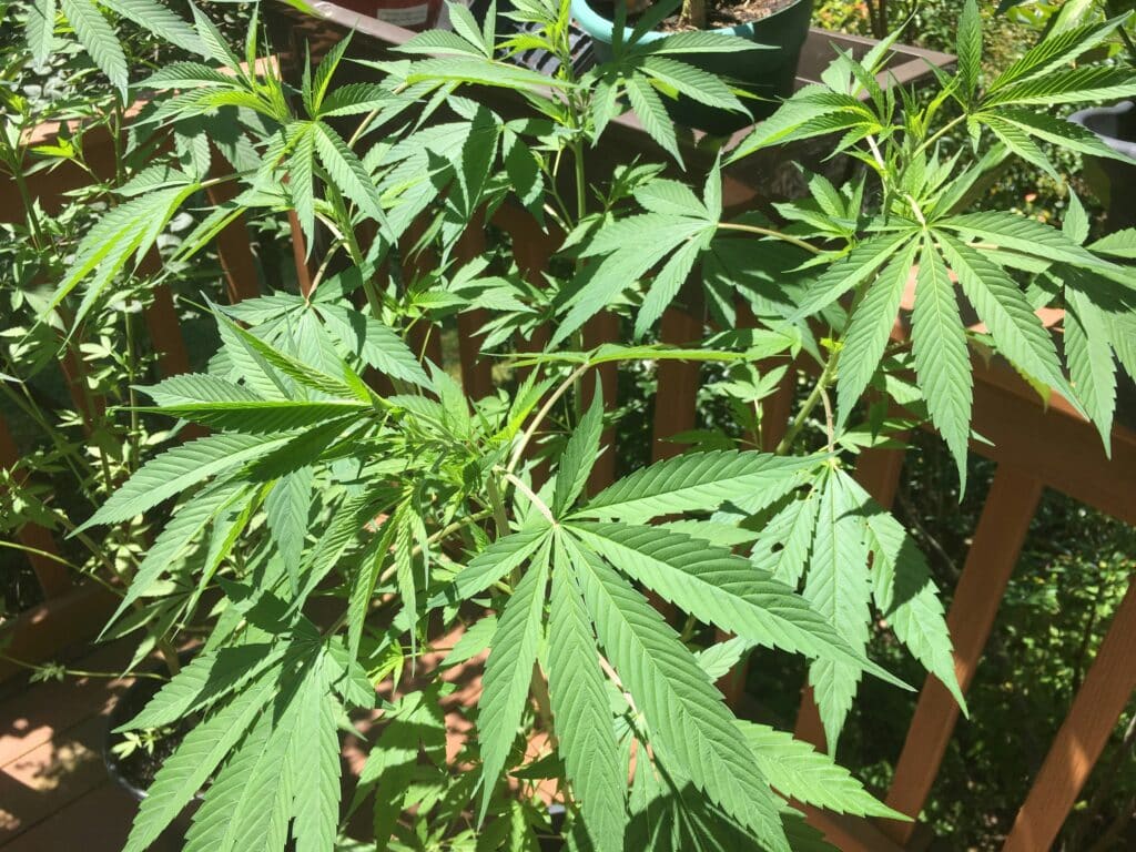 Plante de cannabis White Widow CBD sans THC en croissance pour Buddy Boo