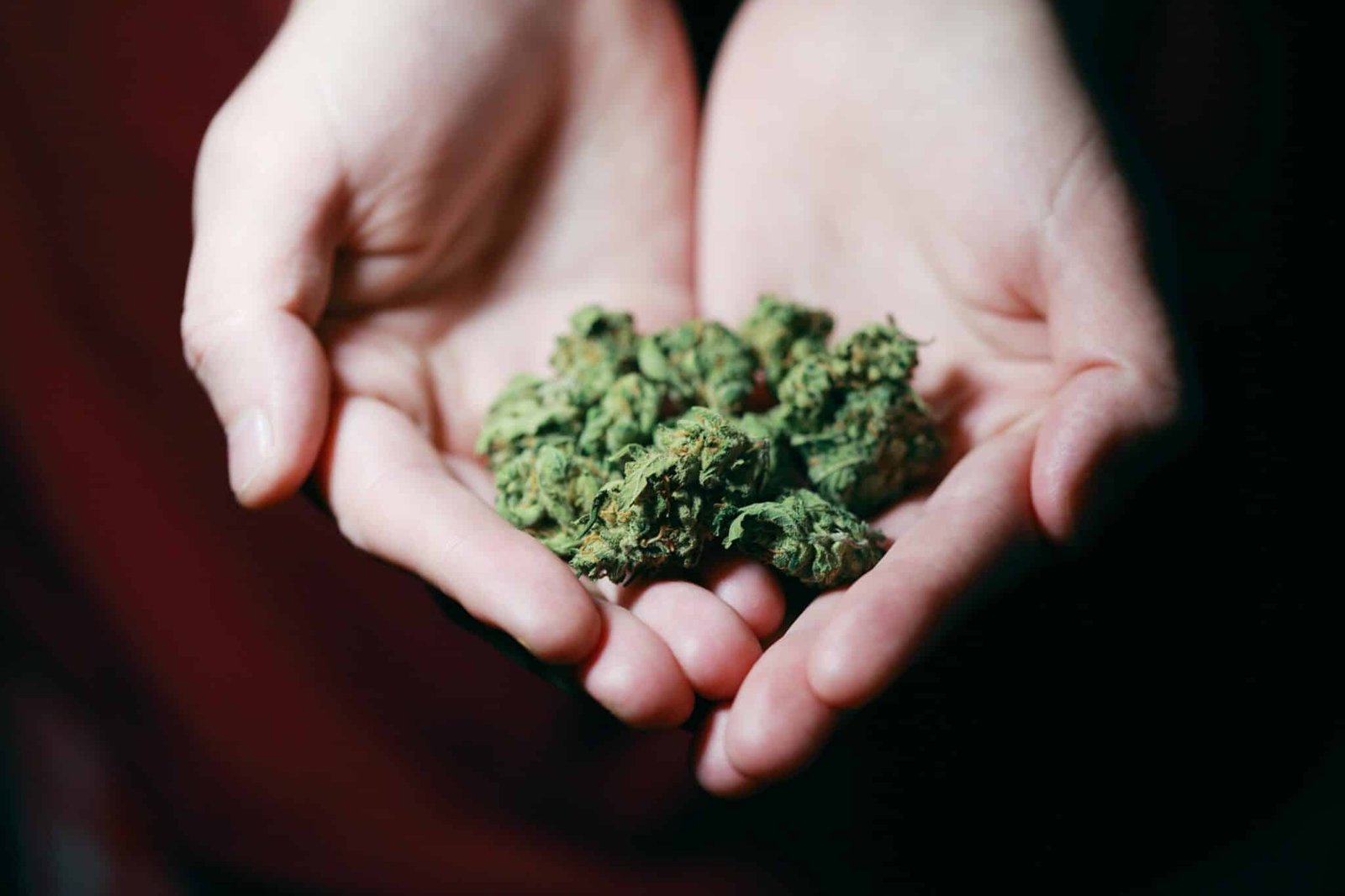 Main tenant de la beuh CBD sans THC naturelle BUDDY BOO, fleurs séchées de haute qualité