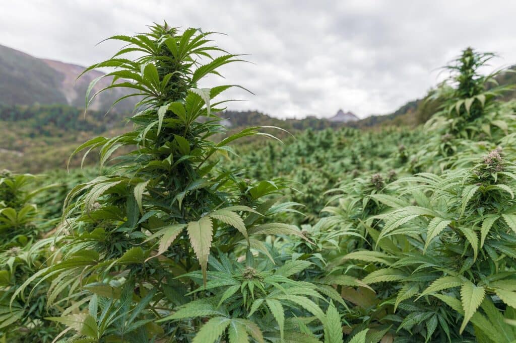 Champ de culture de cannabis 420 naturel destiné à la production de CBD par BUDDY BOO