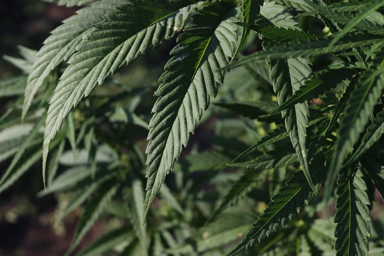 Feuilles de cannabis 420 photographiées en gros plan pour la culture de CBD BUDDY BOO