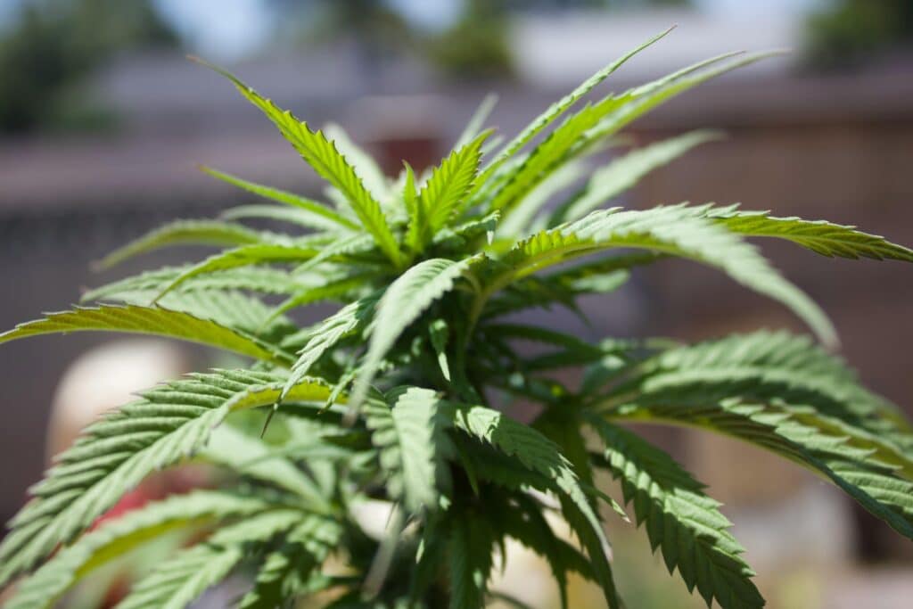 Plante de cannabis HPC cultivée en extérieur, représentant les effets naturels BUDDY BOO