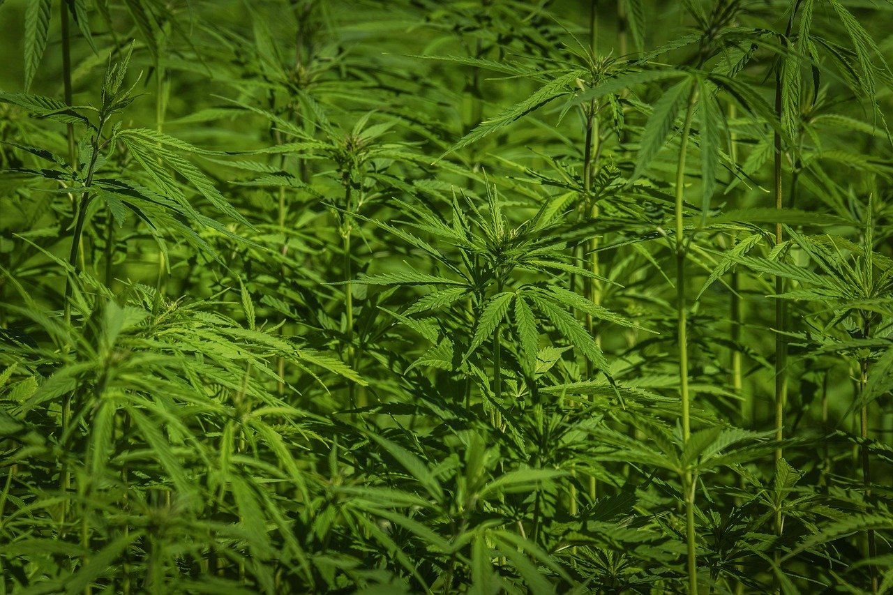 Champ de fleurs HPC cultivées naturellement par BUDDY BOO, symbole d’une production responsable