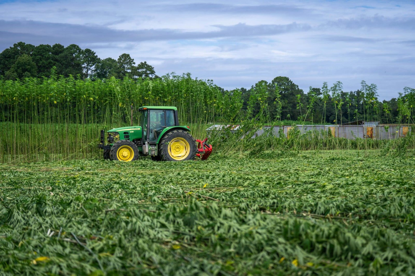 Tracteur agricole cultivant du chanvre CBD en France pour la marque BUDDY BOO, symbole d’une production locale et écologique.