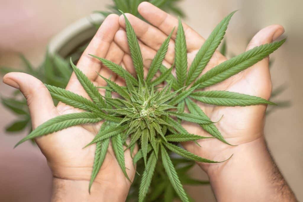 Feuille de cannabis manipulée à la main, issue de la variété Orange Bud CBD de la marque BUDDY BOO