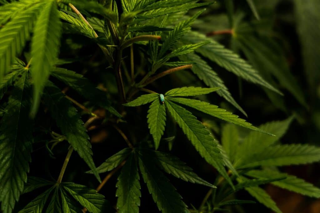 Feuille de cannabis HPC naturelle illustrant les effets relaxants selon BUDDY BOO