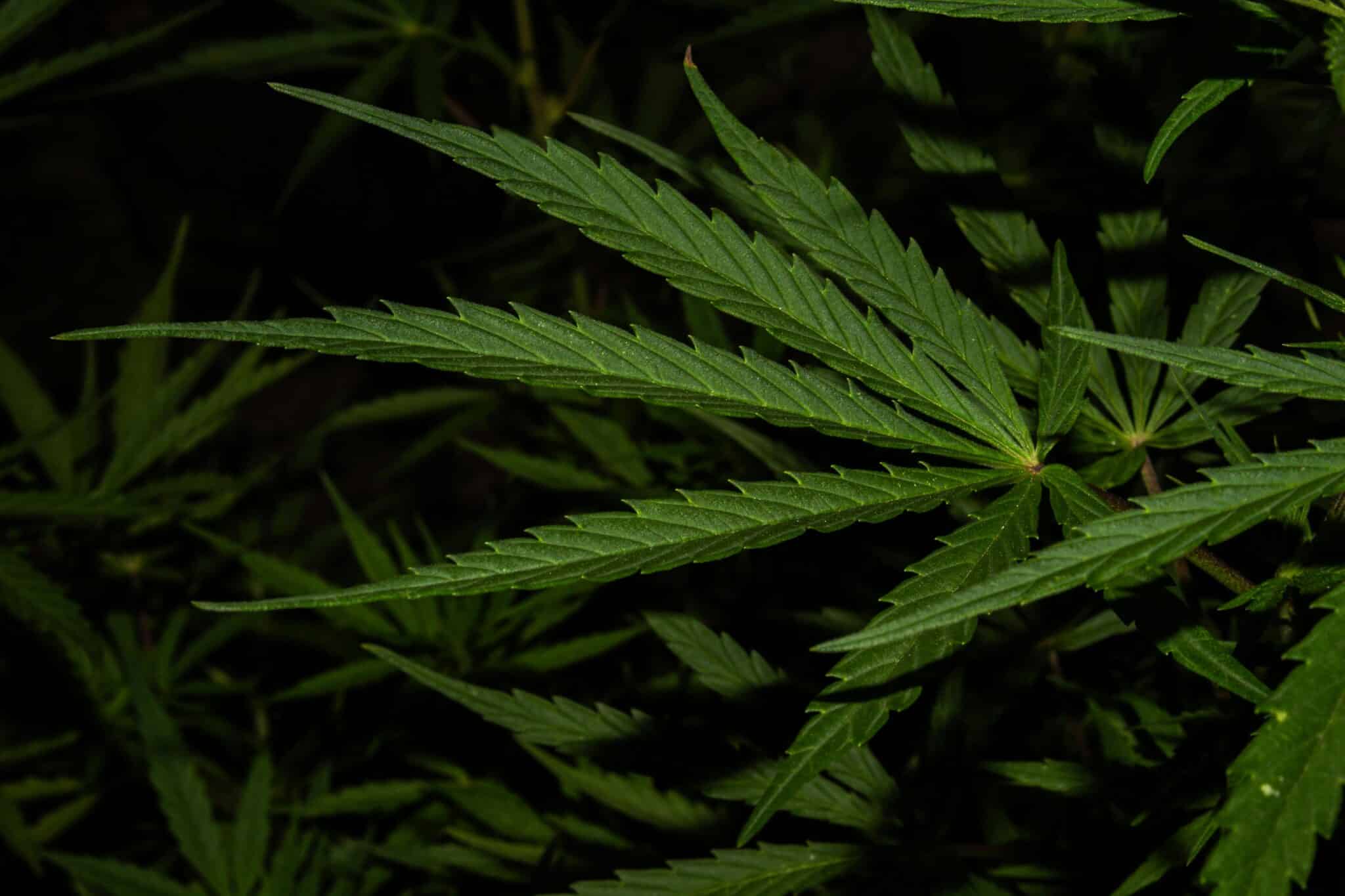 Feuille de cannabis sans effet, symbole du bien-être naturel selon BUDDY BOO