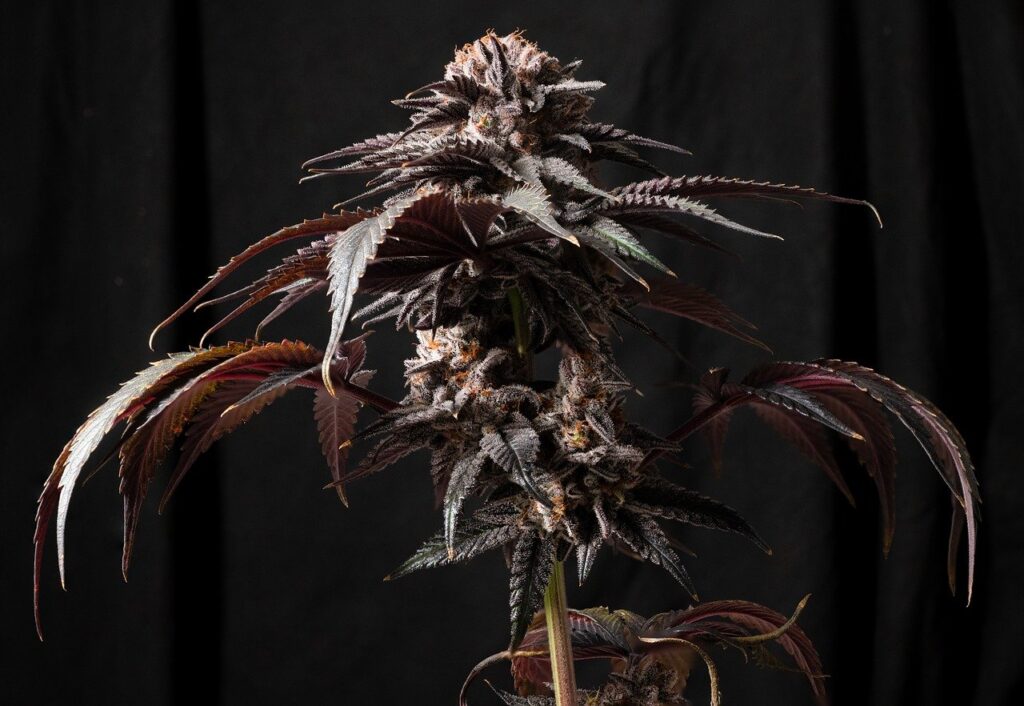 Fleur HPC sombre et dense cultivée par BUDDY BOO, symbole d’une puissance naturelle maîtrisée