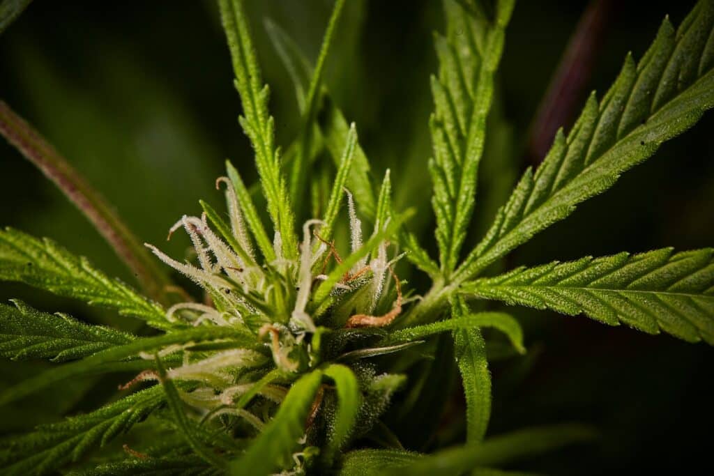 Fleur de cannabis sans effet riche en CBD naturel proposée par BUDDY BOO