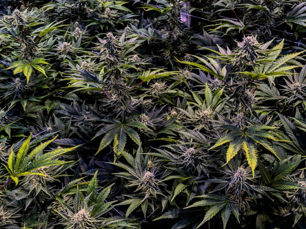 Fleurs de cannabis HPC illustrant les effets puissants et légers proposés par BUDDY BOO