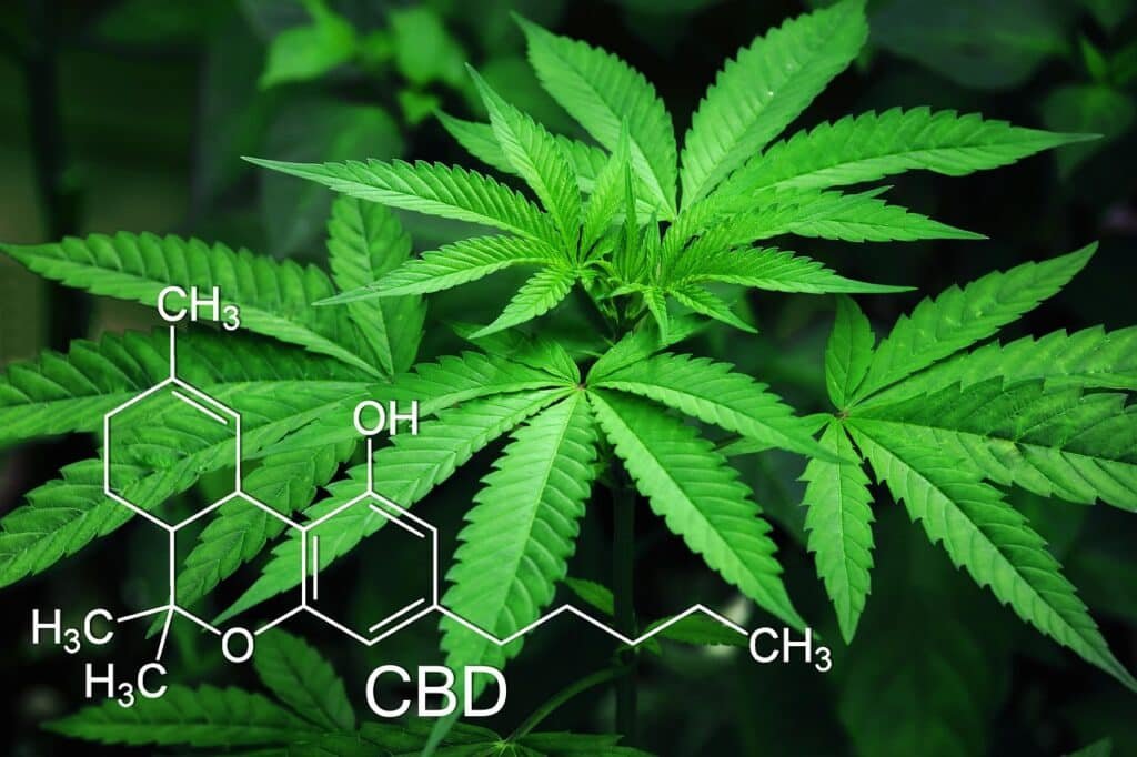 Feuilles de chanvre CBD illustrant la différence entre Indica et Sativa selon BUDDY BOO