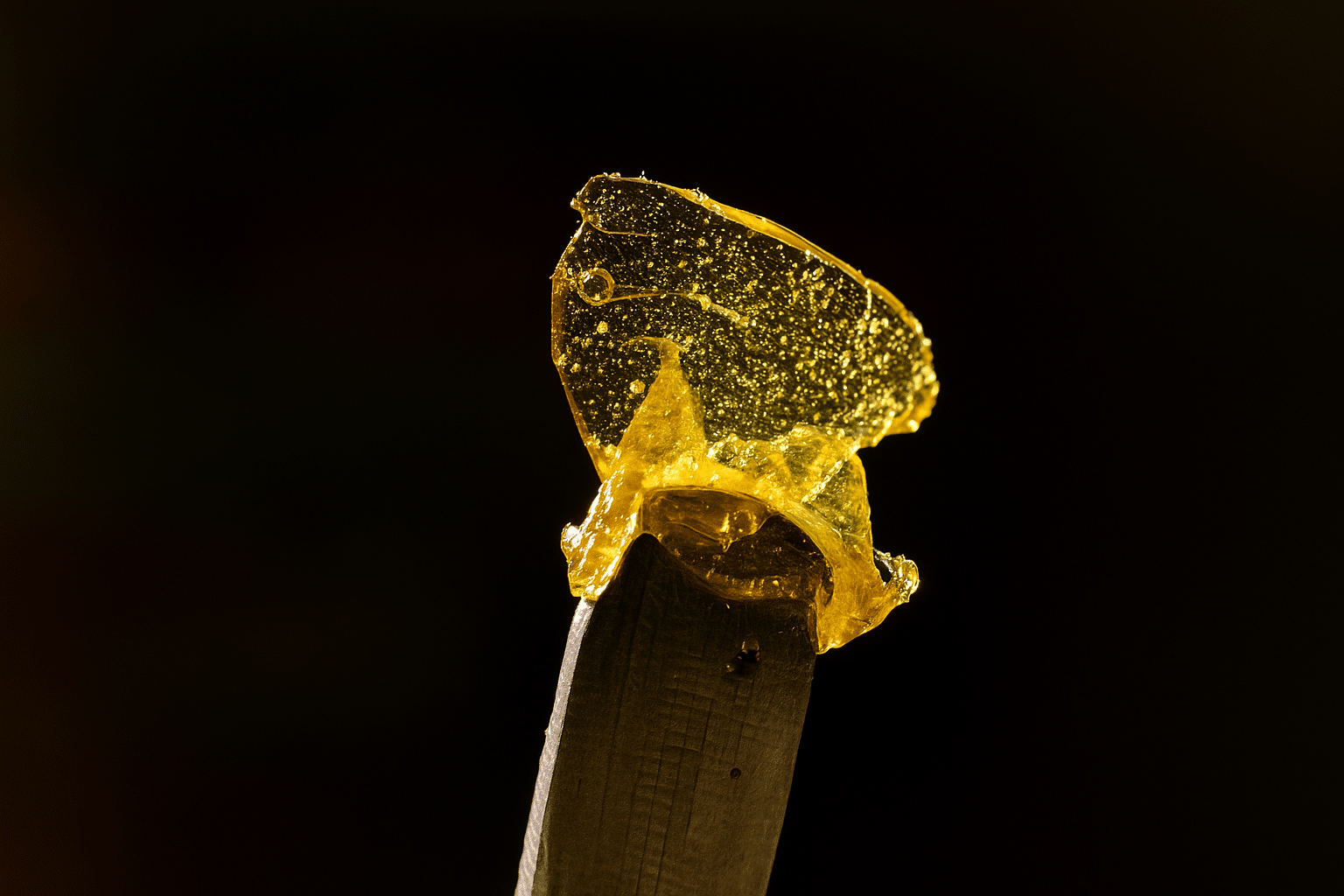 Concentré de Rosin doré pur extrait naturellement par BUDDY BOO