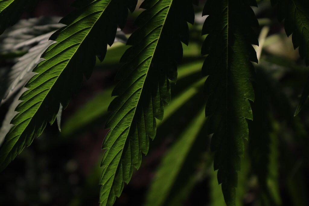 Feuilles de chanvre utilisées dans la production de Rosin par BUDDY BOO