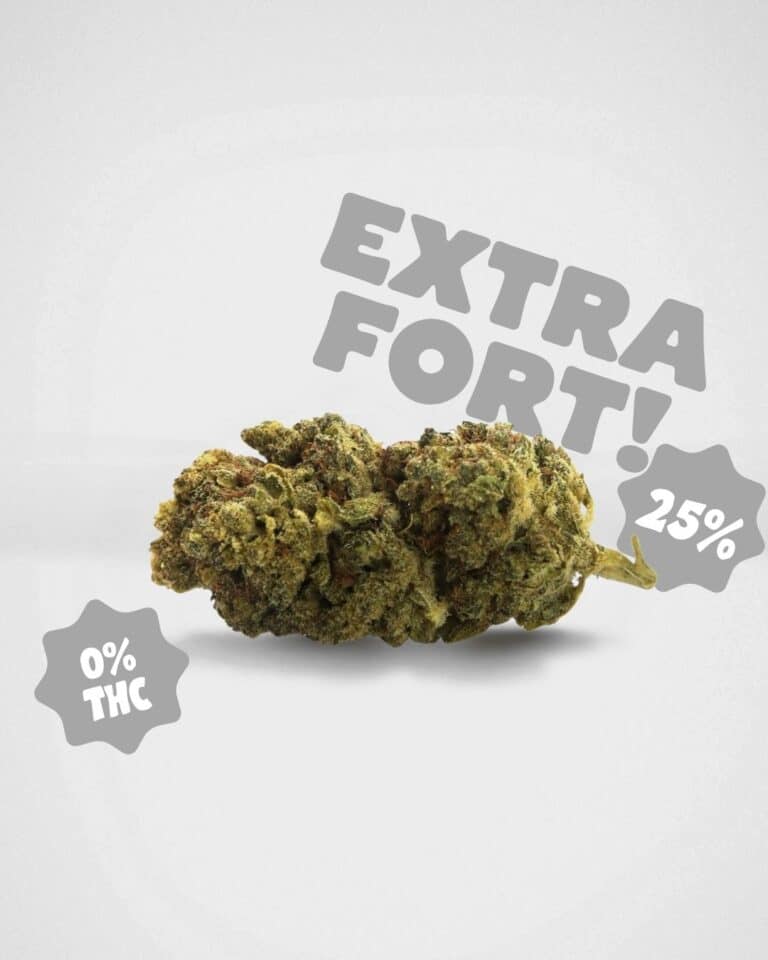Fleur Silver Haze HPC extra forte 0% THC proposée par BUDDY BOO, variété premium de CBD sans THC