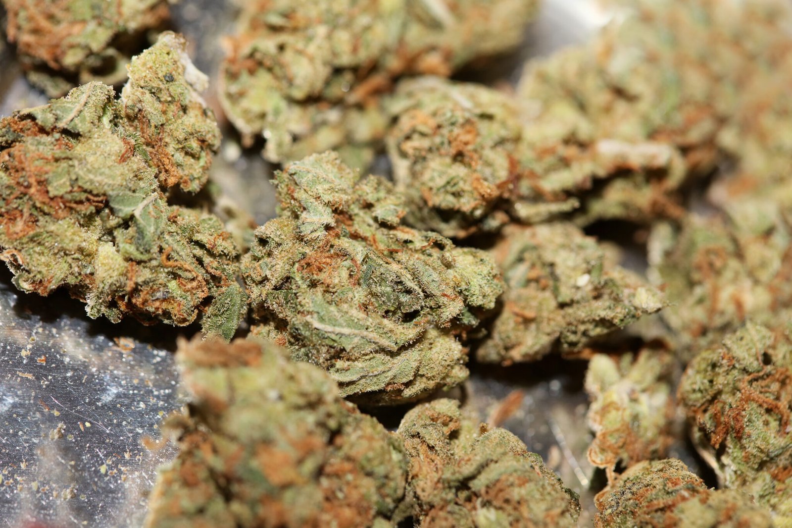 Fleur CBD pas cher en gros plan, riche en trichomes et sans THC – BUDDY BOO