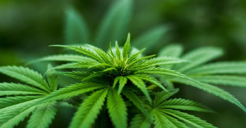 ontdek alles over cannabis: gebruik, effecten, wetgeving en meer. blijf geïnformeerd met onze uitgebreide gids over cannabis.
